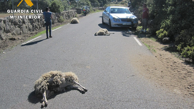 Atropello de tres ovejas en Santa María del Berrocal.
