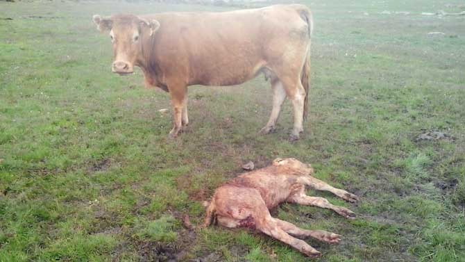 Res muerta por los lobos en San Juan de la Nava.