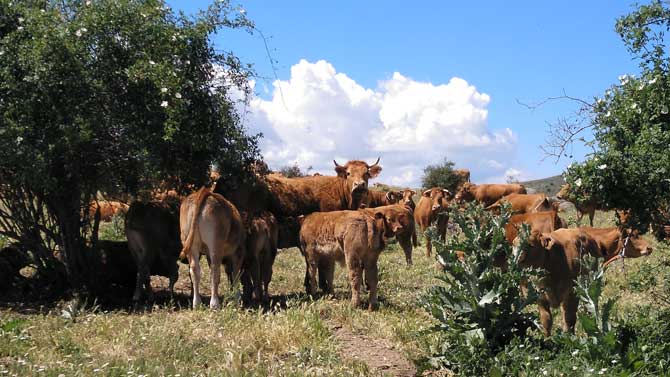 Explotación ganadera en Ávila.