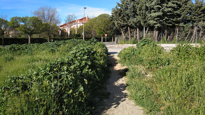 Vegetaci&oacute;n en la zona sur de la ciudad, hace un mes.