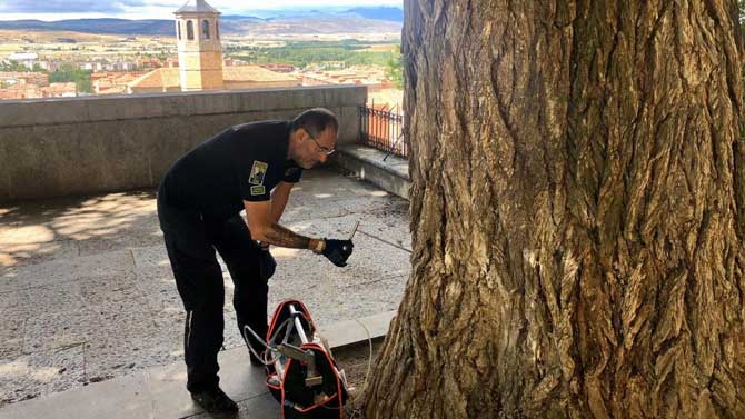Tratamiento contra la grafiosis al negrillo centenario del Rastro.