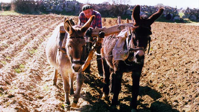 Luis Pardo, el &uacute;ltimo labrador a la antigua usanza de &Aacute;vila. Foto: J.M.Sanchidri&aacute;n.