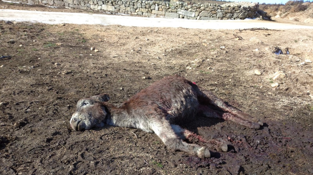 Imagen de archivo de una res muerta por los lobos.