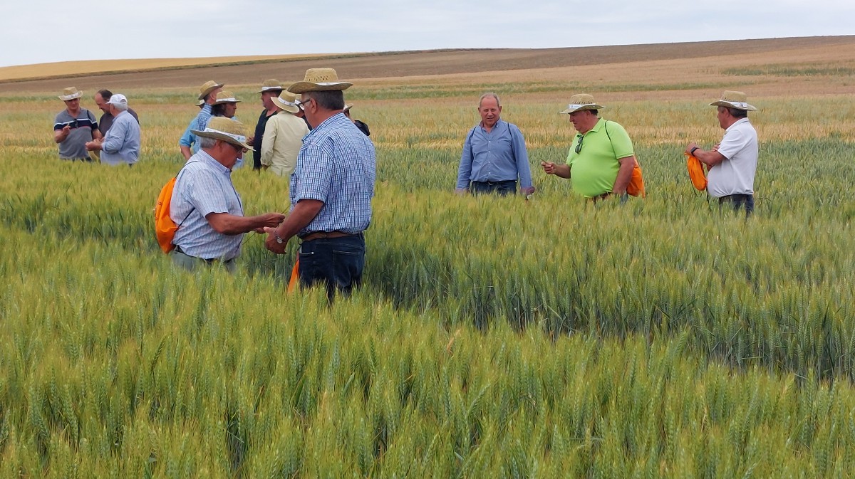 Agricultores visitan el campo de ensayo de cereales en Mamblas.