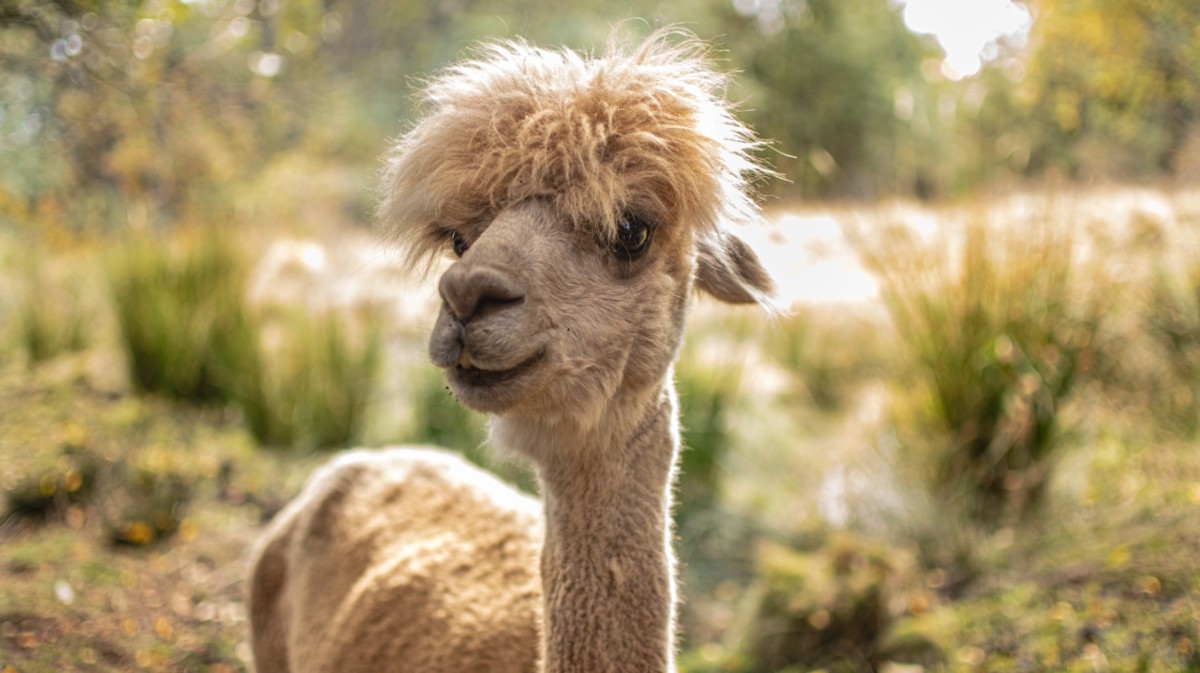 Segundo evento de Jimenas & Co: picnic al atardecer entre alpacas, vino abulense y música en directo