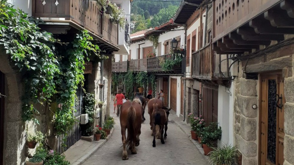 La Fiesta de la Trashumancia ensalzará esta tradición en Cuevas del Valle