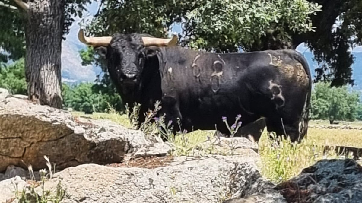 Uno de los toros que ser&aacute;n lidiados en El Tiemblo.