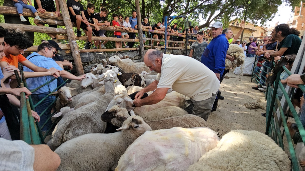 Fiesta de la Trashumancia en Cuevas del Valle.
