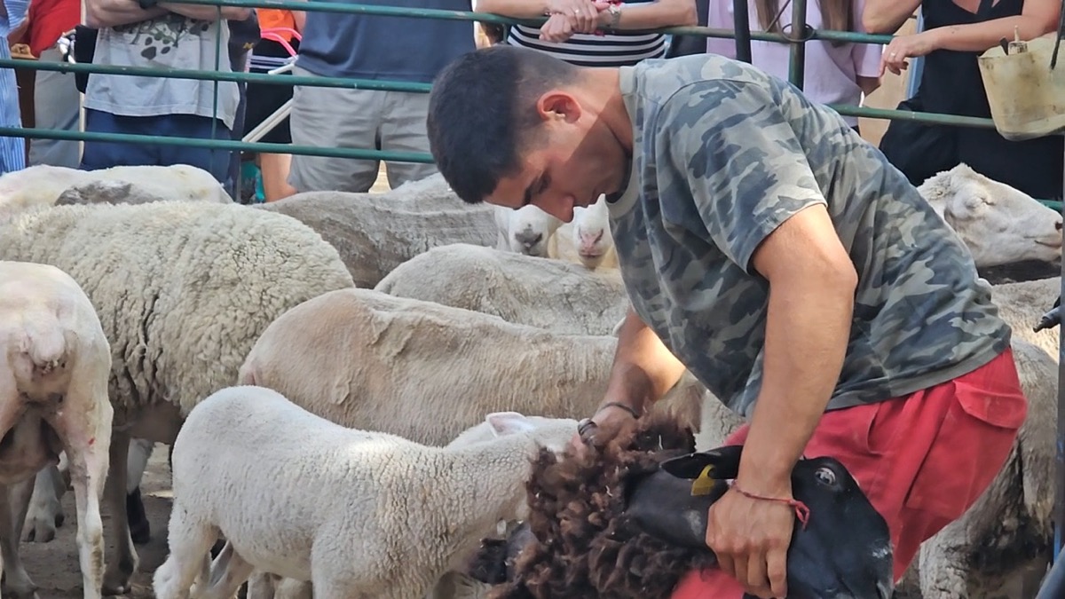 Fiesta de la Trashumancia en Cuevas del Valle.