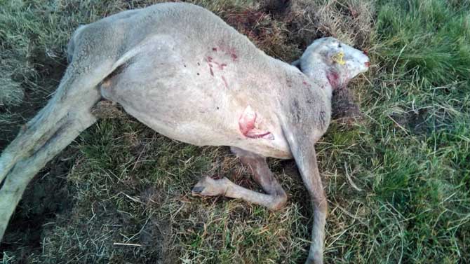 Ovejas muertas por el ataque de lobos en Serranillos.