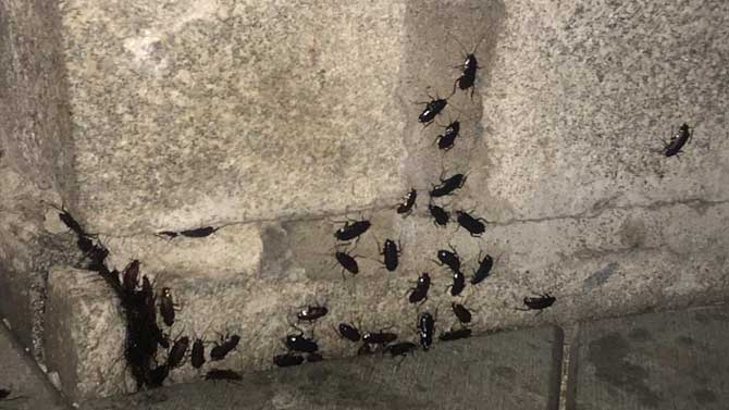 Cucarachas en la iglesia de San Pedro el fin de semana.