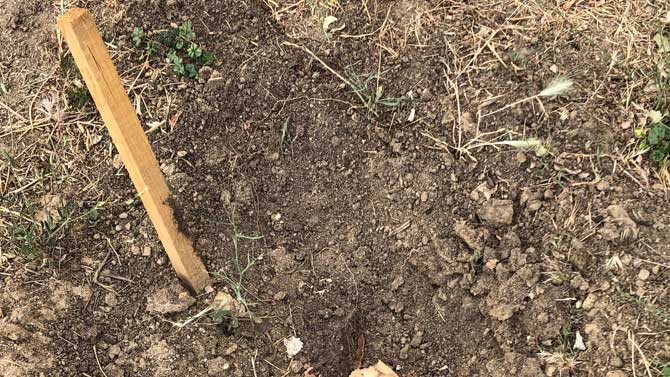 Hueco de un árbol robado en la plantación de Fundabem.