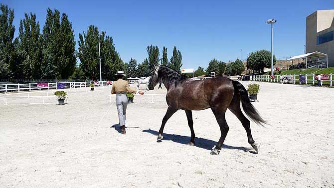 Feria del Caballo en la Pista Hípica de San Segundo.