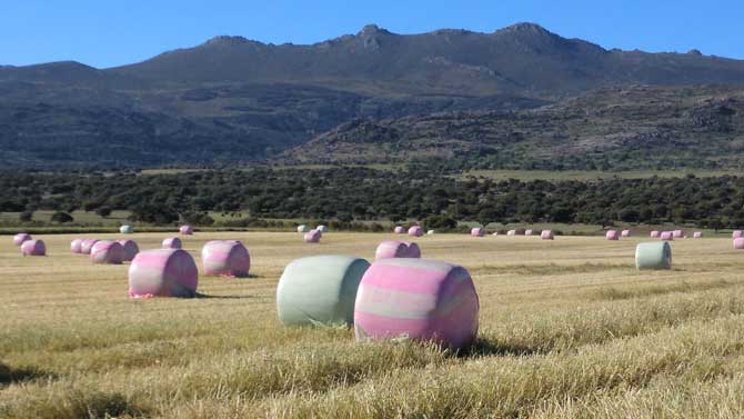 Cereal recolectado en mayo.