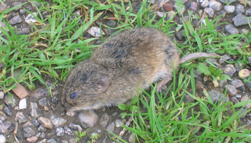 Imagen de archivo de un topillo en la última plaga.