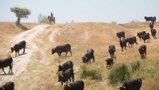 Premio del concurso de fotograf&iacute;a de la trashumancia, de Antol&iacute;n Avezuela Aristu.