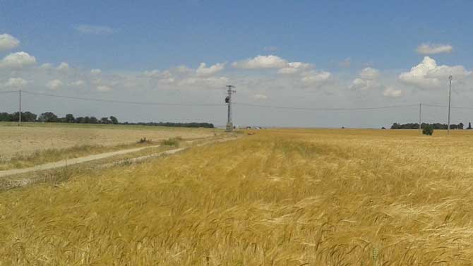 Imagen de archivo de un cultivo de cereal.