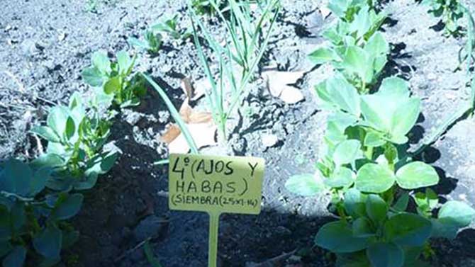 Huerto ecol&oacute;gico del proyecto did&aacute;ctico de la UCAV.
