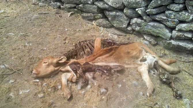 Res muerta por los lobos en la comarca de Pinares.