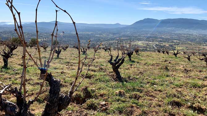 Viñedos de la DOP Vinos de Cebreros.