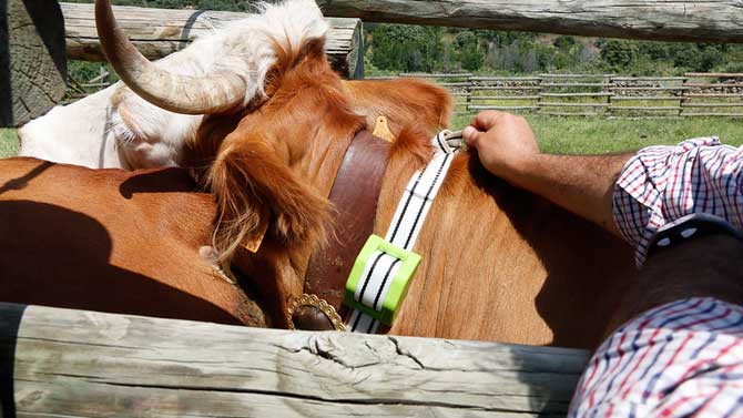 Colocaci&oacute;n del "cencerro digital" en el ganado.