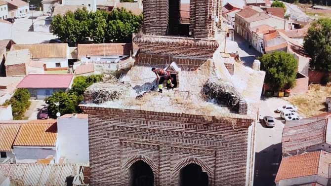 Rescate de un pollo de cigüeña de la torre de Santa María en Arévalo.