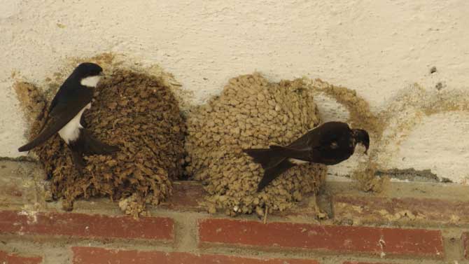 Aviones construyendo un nido.