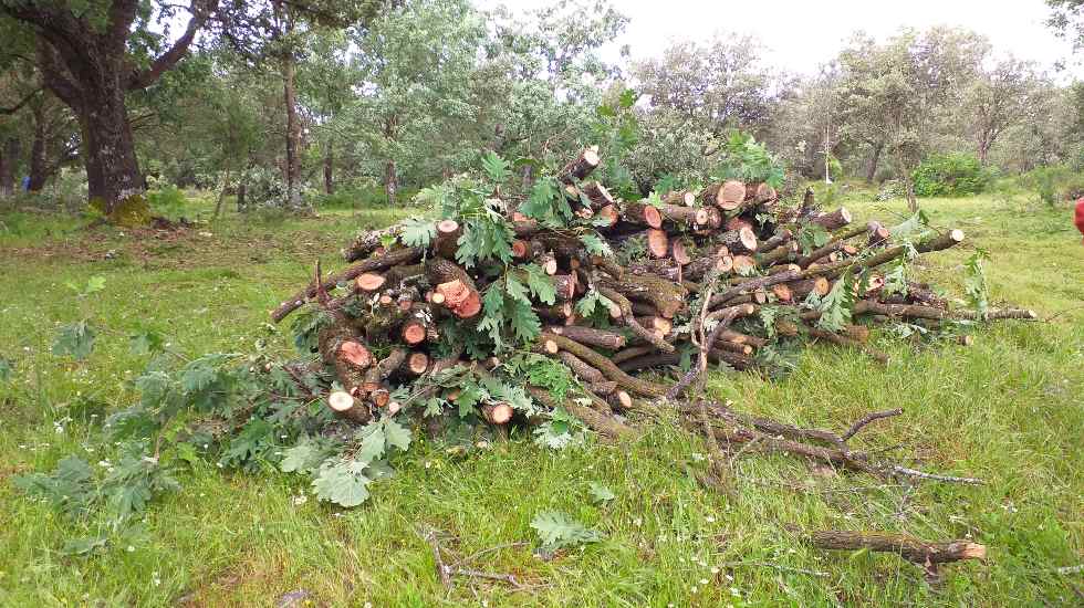 Aprovechamiento forestal en un monte de Ávila.
