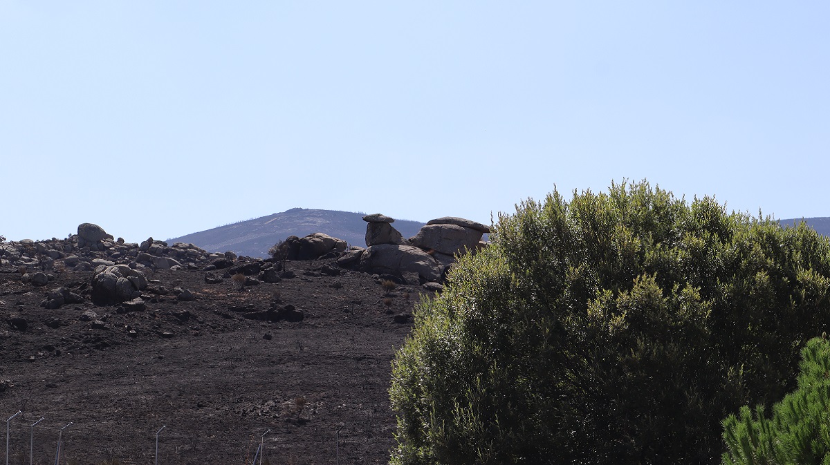Paisaje tras el incendio de la Sierra de la Paramera.