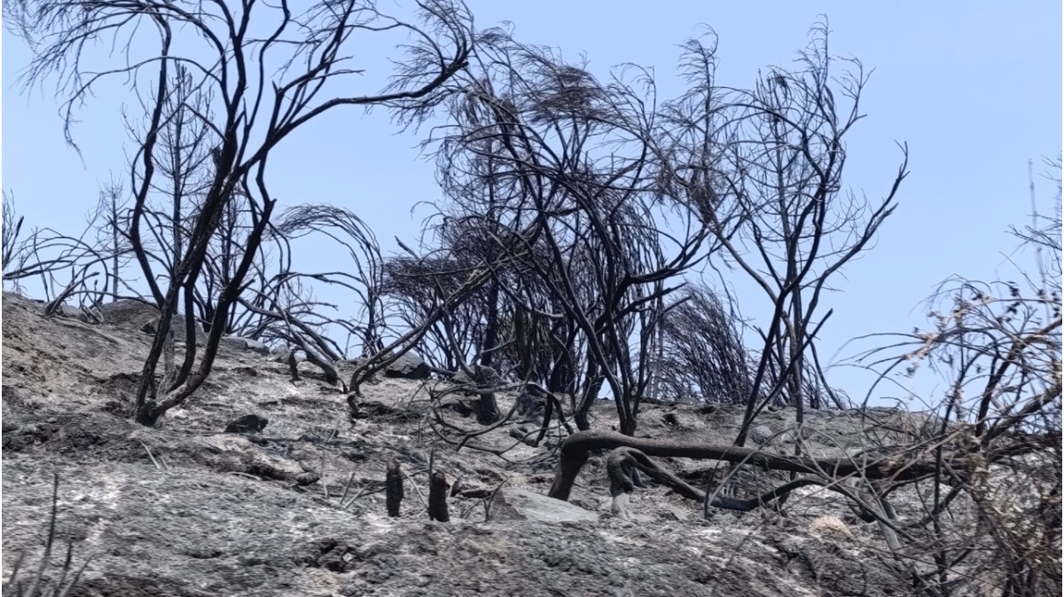 Efectos del incendio del Valle del Tiétar, el jueves.