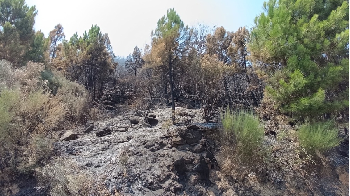 Efectos del incendio del Valle del Tiétar, el jueves.