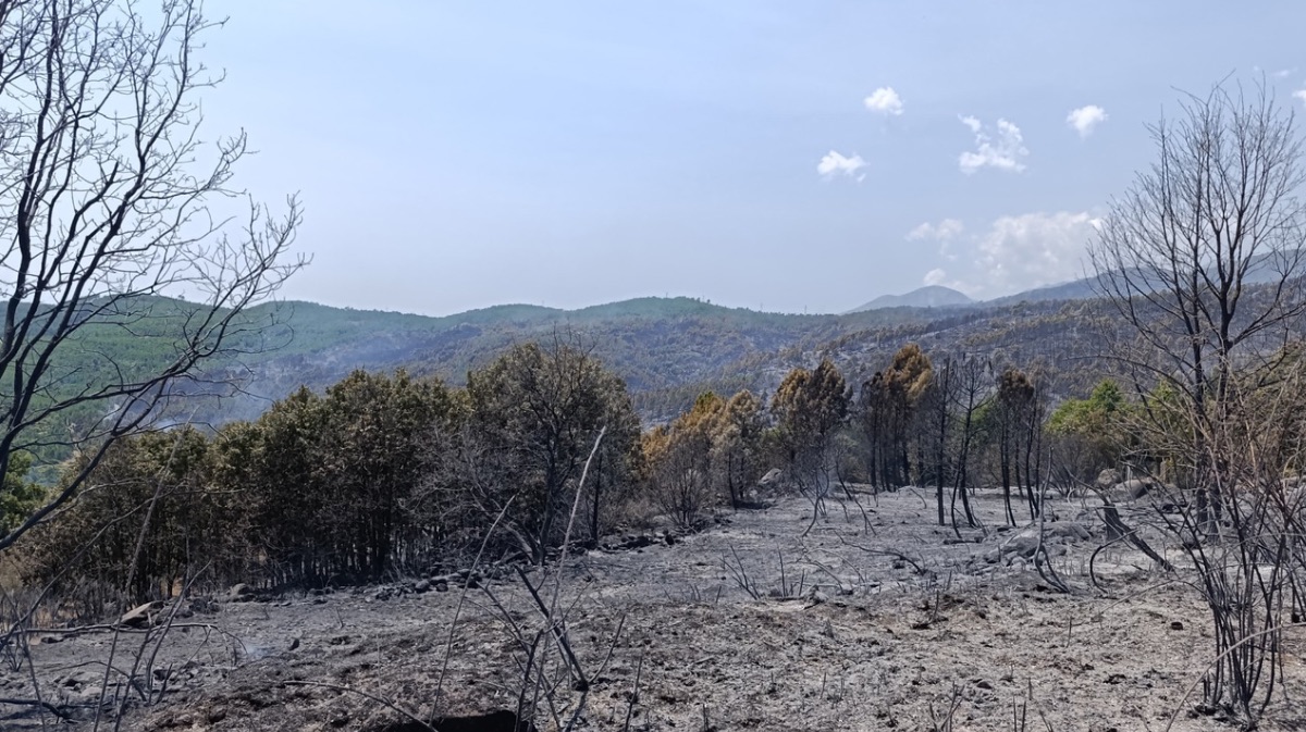 Efectos del incendio del Valle del Tiétar, el jueves.