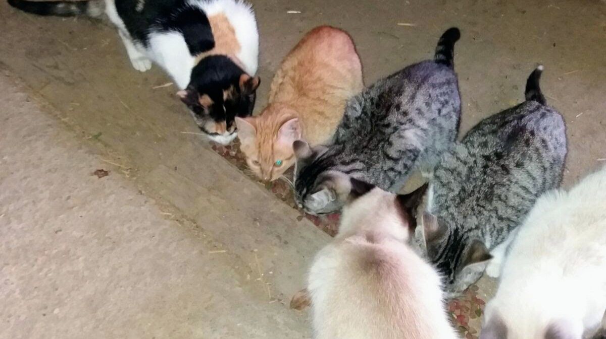 Aumento de felinos en Brieva