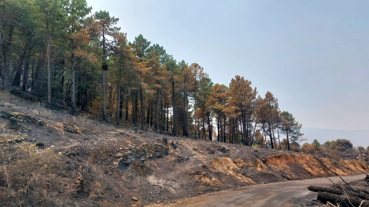 Pinares quemados en El Tiemblo.
