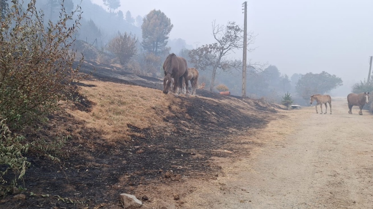 Caballos por el Valle de Iruelas tras el paso del fuego