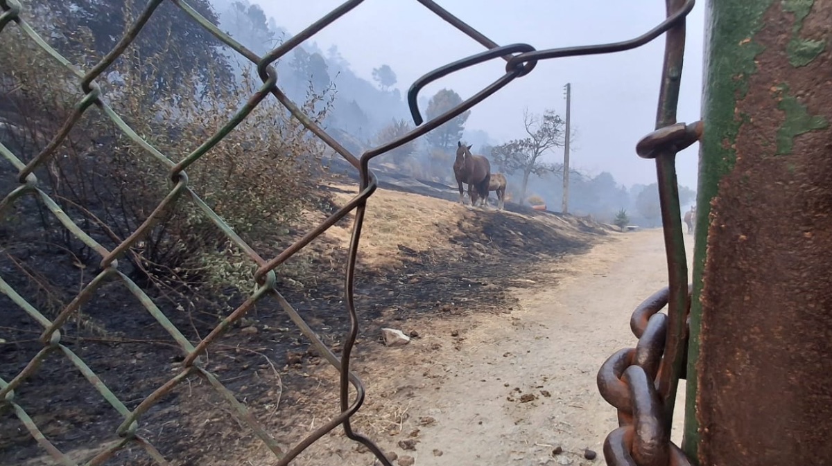Caballos en la zona afectada por el incendio.