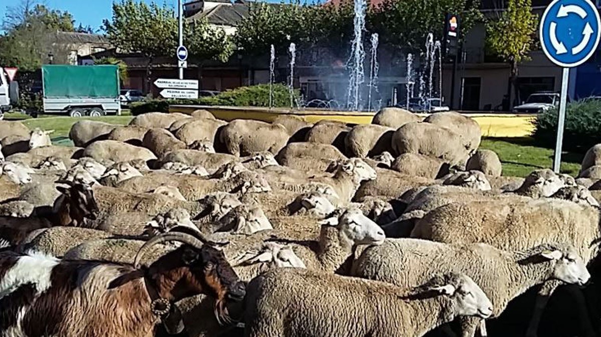Imagen: Reivindicaci&oacute;n de la trashumancia en &Aacute;vila