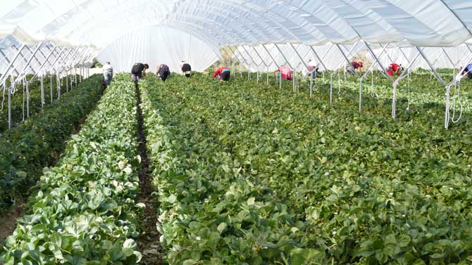 Imagen de archivo de un vivero en La Moraña.