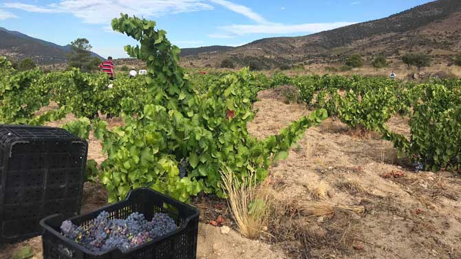 Comienzo de la vendimia de la garnacha tinta en Cebreros,