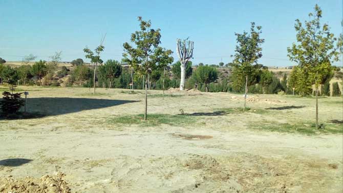 &Aacute;lamos replantados en Ar&eacute;valo.