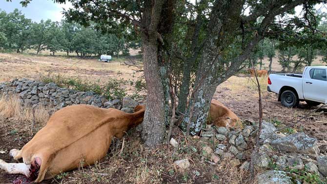 Terneras muertas por un rayo en Villafranca de la Sierra.