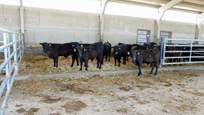 Explotaci&oacute;n ganadera en &Aacute;vila.