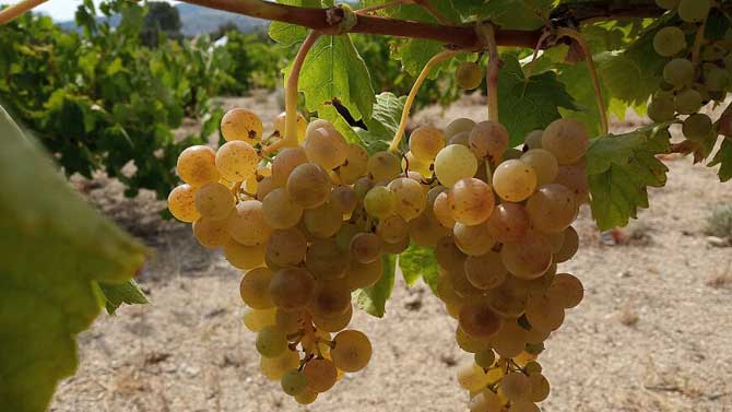 Viñedos de albillo real en Cebreros.