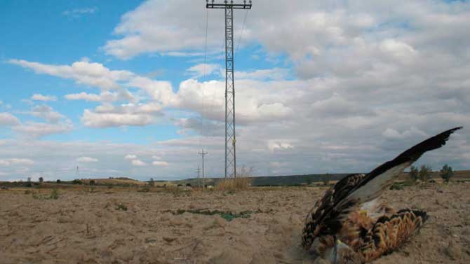 Milano electrocutado en Sanchidrián.
