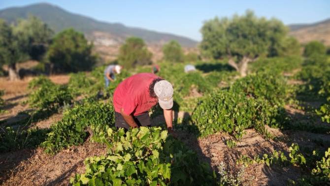 Vendimia de albillo real en Cebreros, este s&aacute;bado.