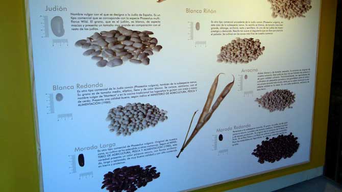 Variedades de las jud&iacute;as de El Barco de &Aacute;vila.