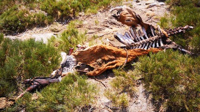 Restos de una res muerta por los lobos en Navandrinal.