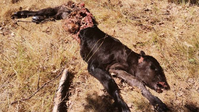 Res muerta por los lobos en Hoyos del Collado.