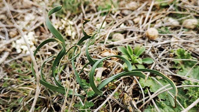 Sternbergia colchiciflora.