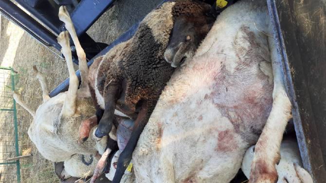 Ovejas muertas en un ataque de lobos en Saornil de Voltoya.